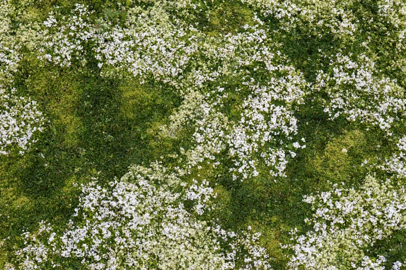 Aerial top-down view of a meadow densely covered in tiny white flowers and green foliage