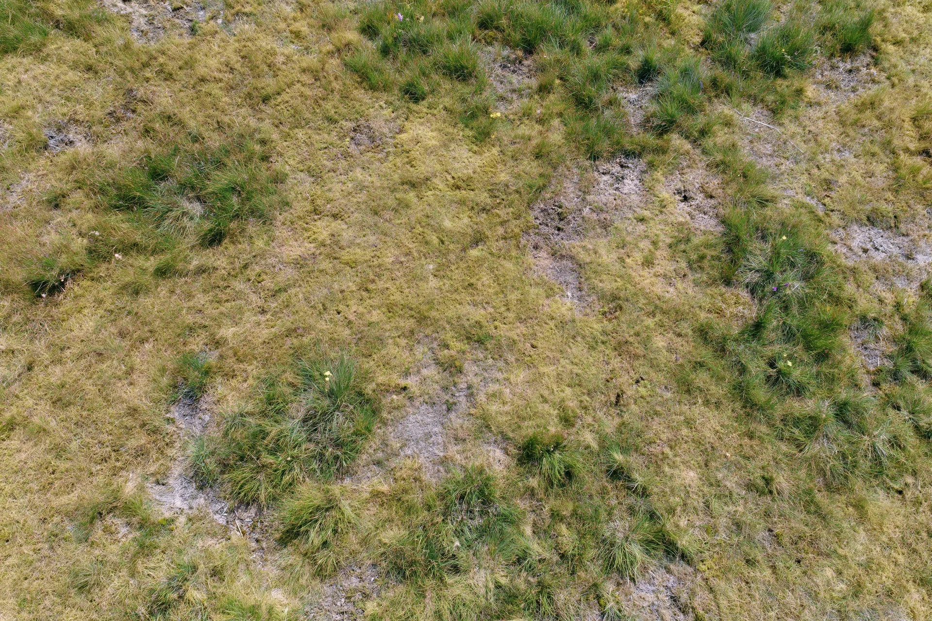 Aerial top-down view of a patchy grass field with uneven growth and exposed soil