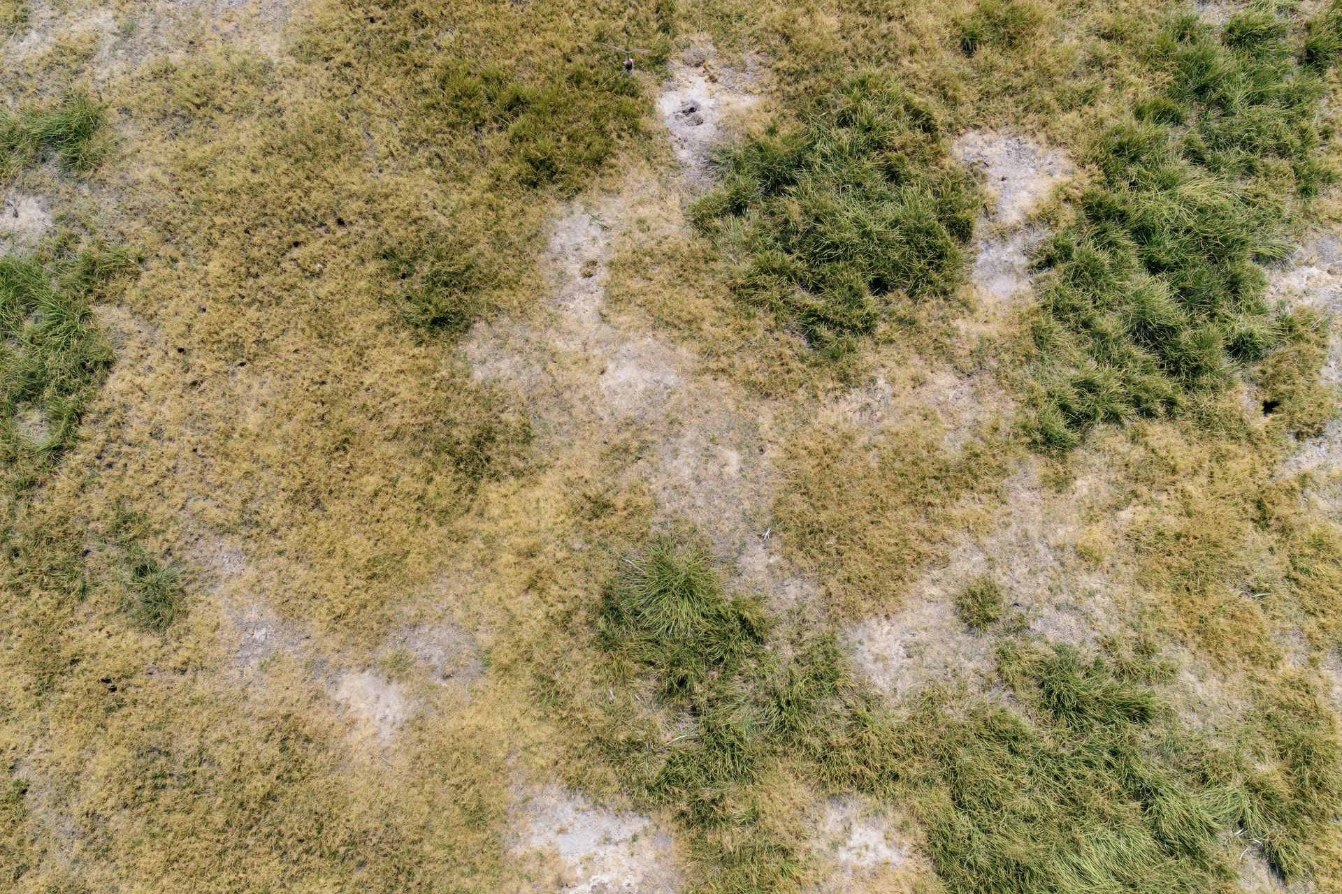 Aerial top-down view of a patchy grass field with uneven growth and exposed soil