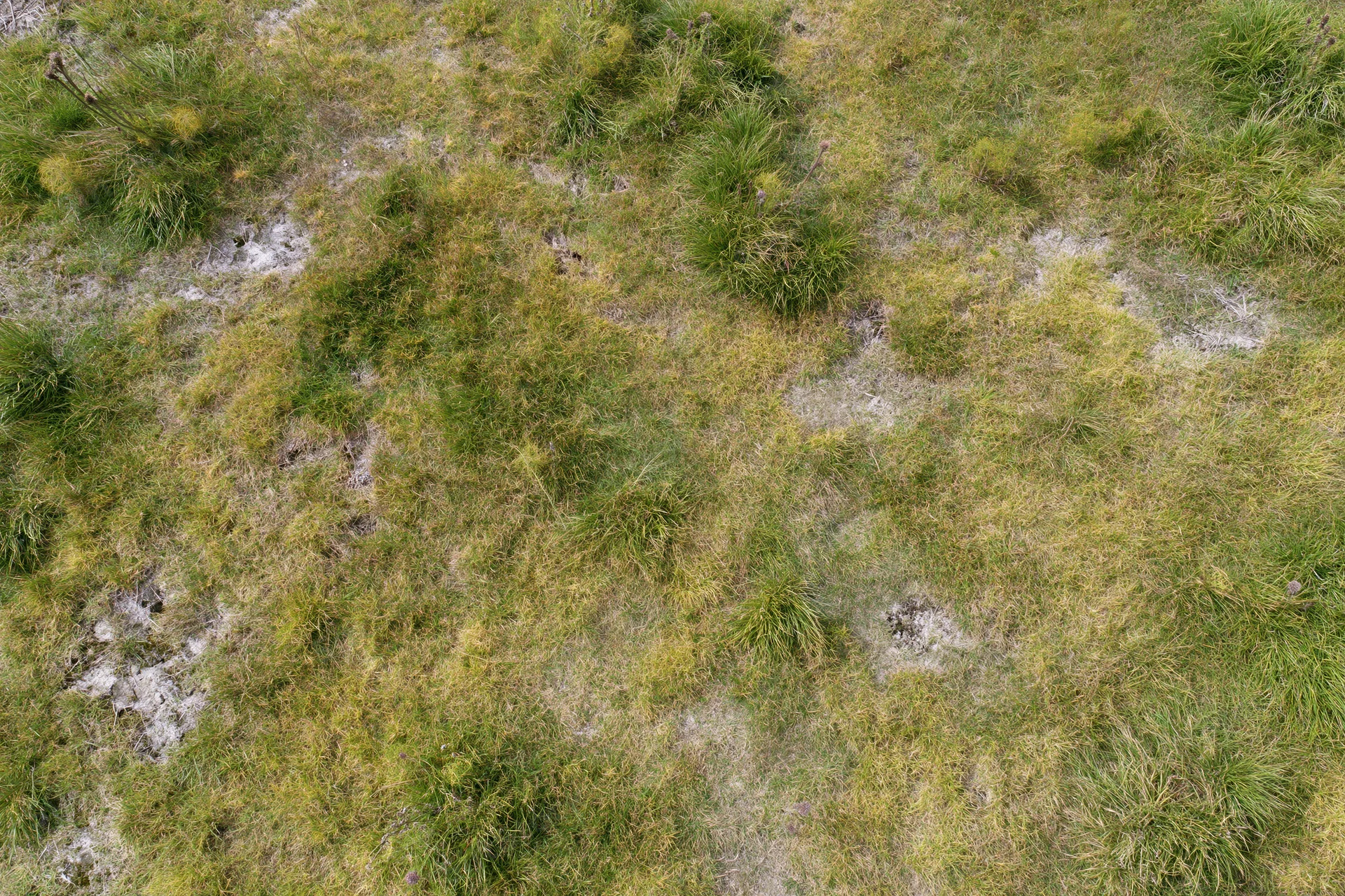Aerial top-down view of a patchy grass field with uneven growth and exposed soil patches