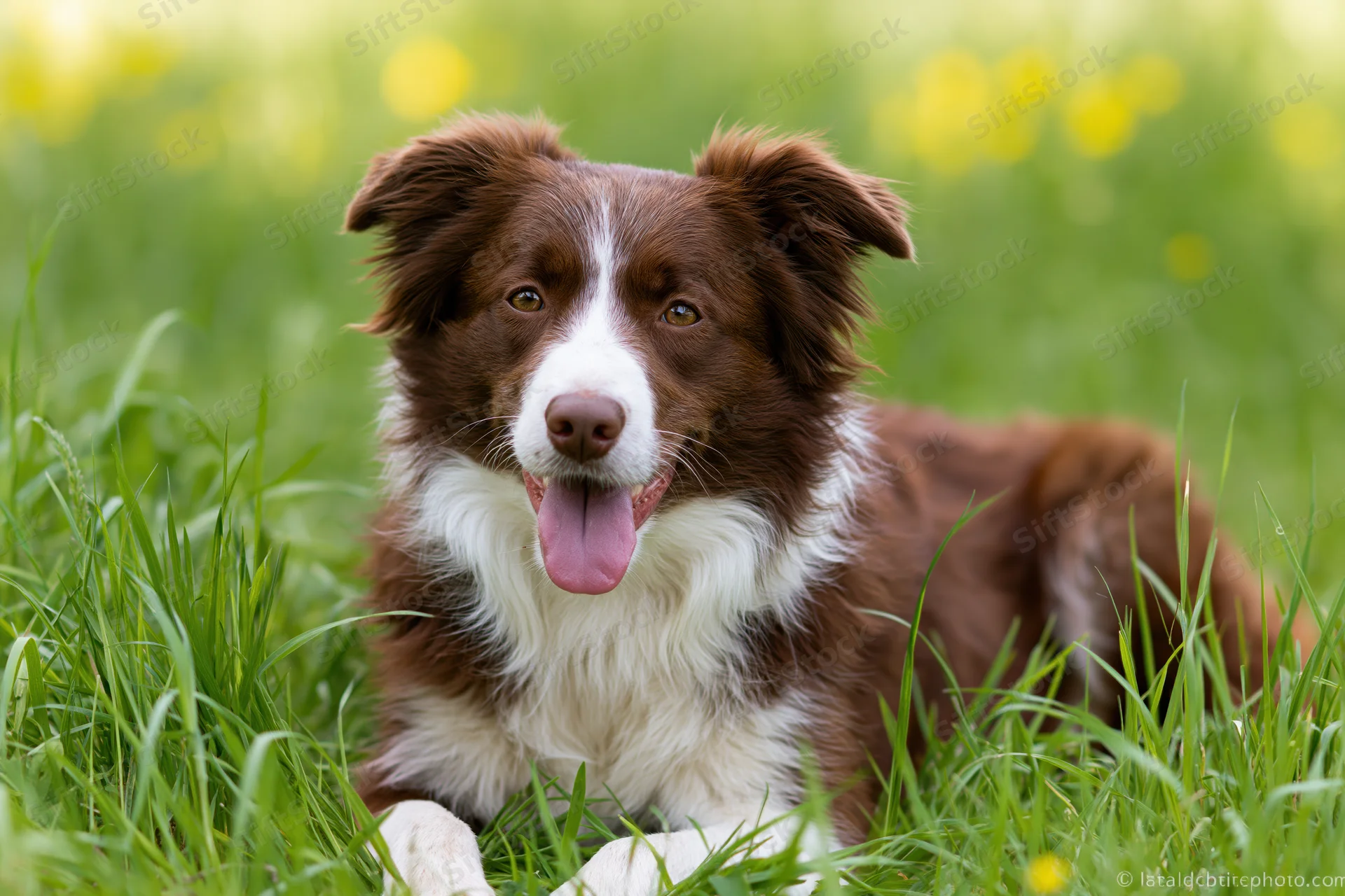Brown and white border collie lying in tall green grass with tongue out