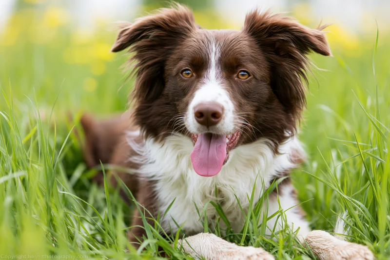 Brown and white border collie lying in tall green grass with tongue out
