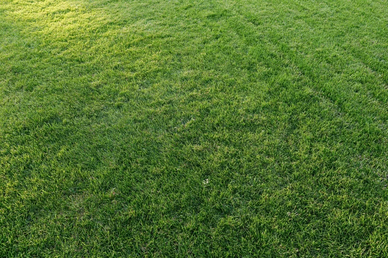 Close-up of a flat green grass lawn filling the frame