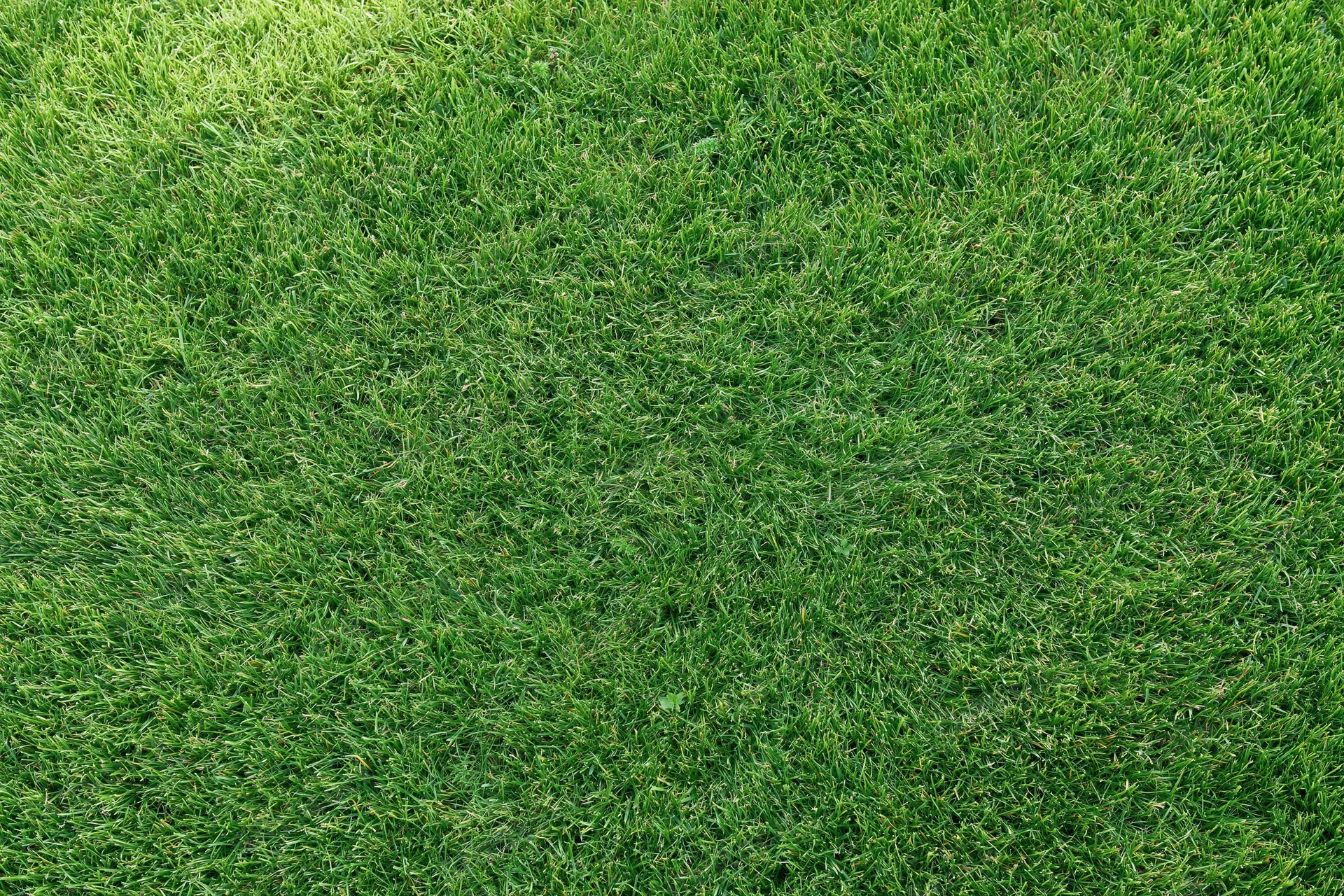 Close-up of green grass lawn filling the frame flat