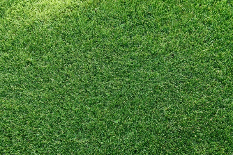 Close-up of green grass lawn filling the frame flat