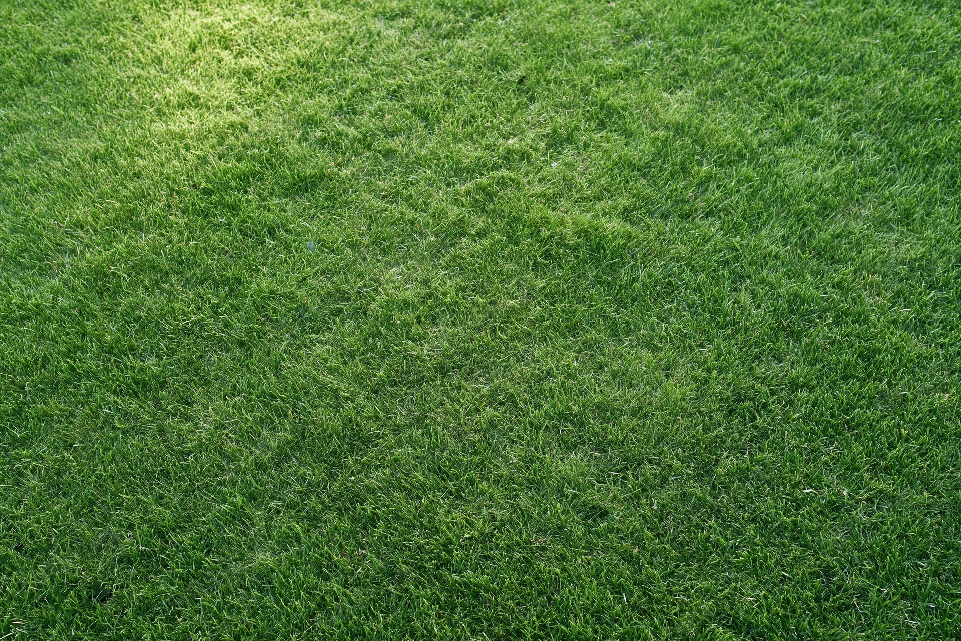 Close-cropped green grass lawn filling the frame flat