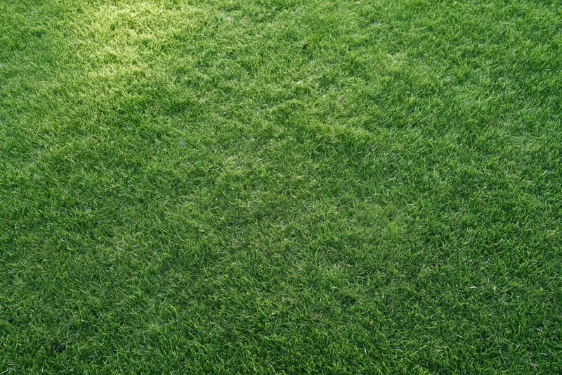 Close-cropped green grass lawn filling the frame flat