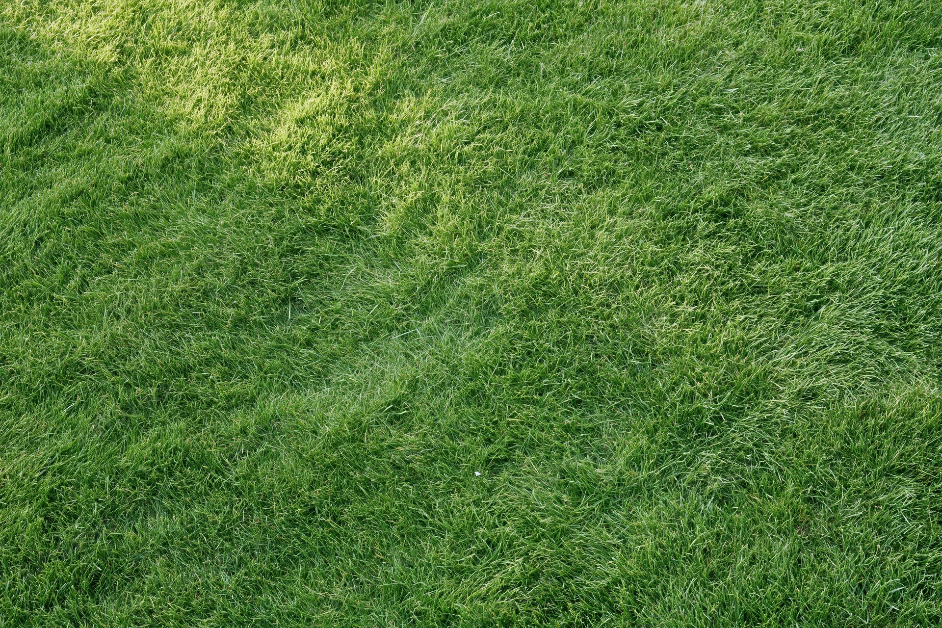 Close-up of a flat green grass lawn filling the frame
