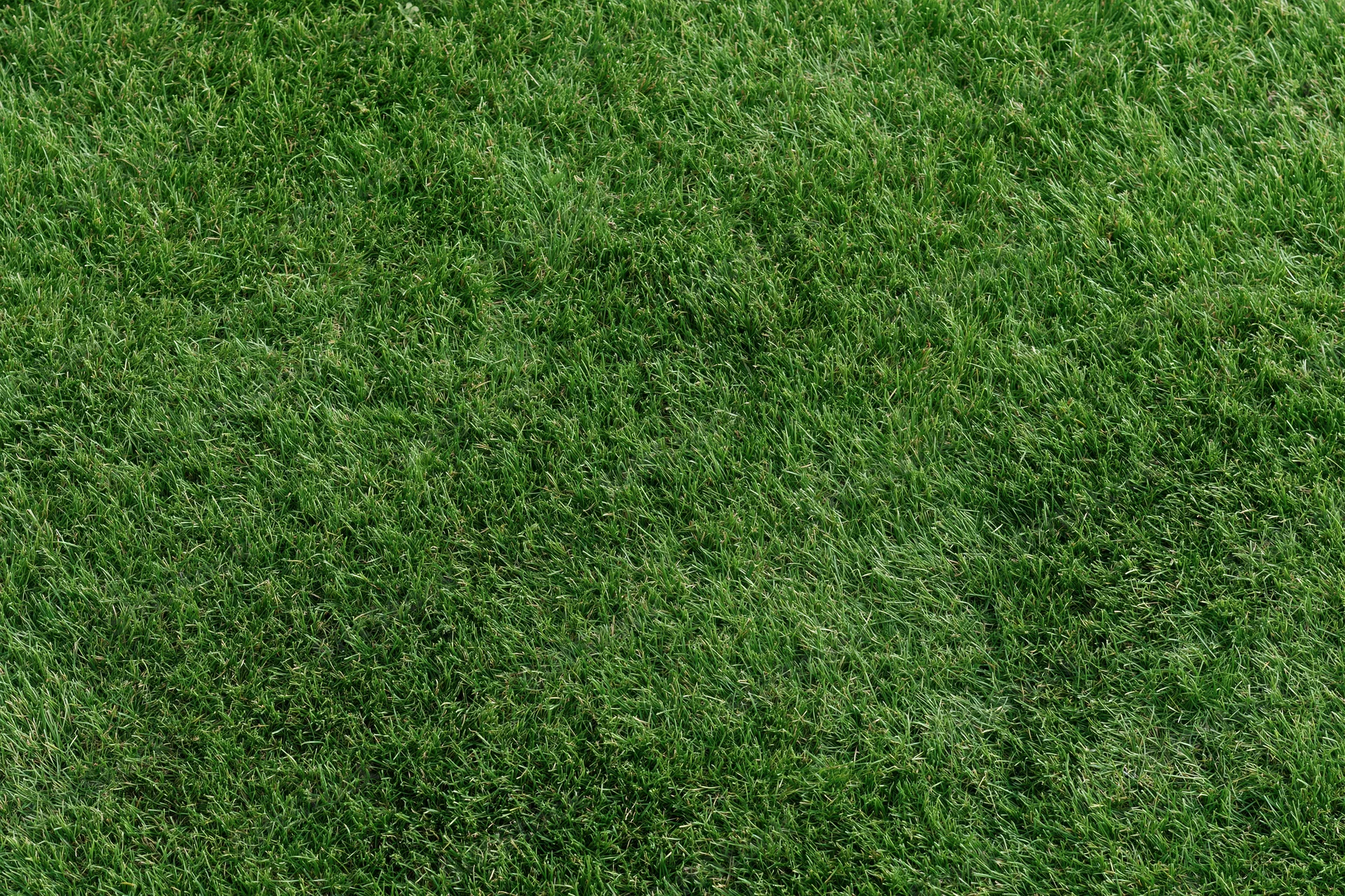 Close-up view of a lush green grass lawn from directly above