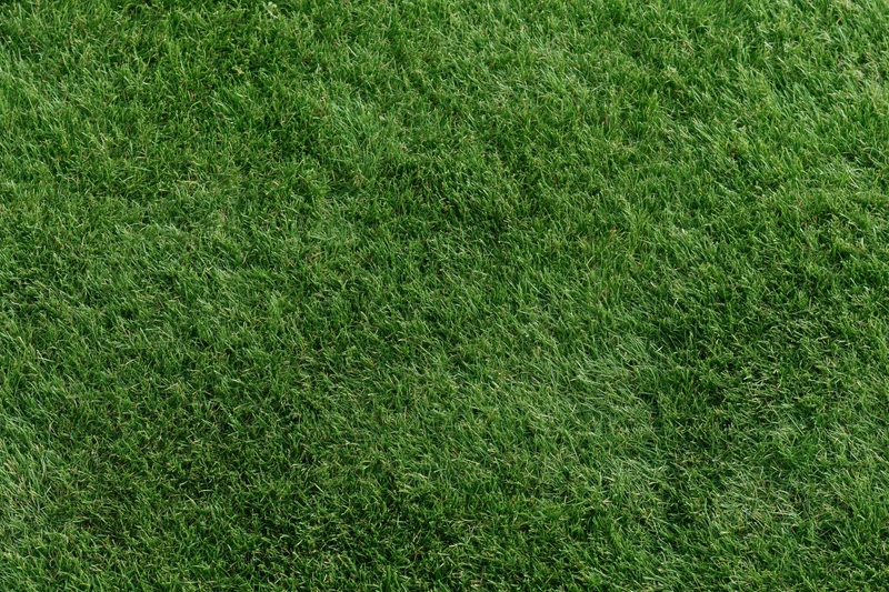 Close-up view of a lush green grass lawn from directly above