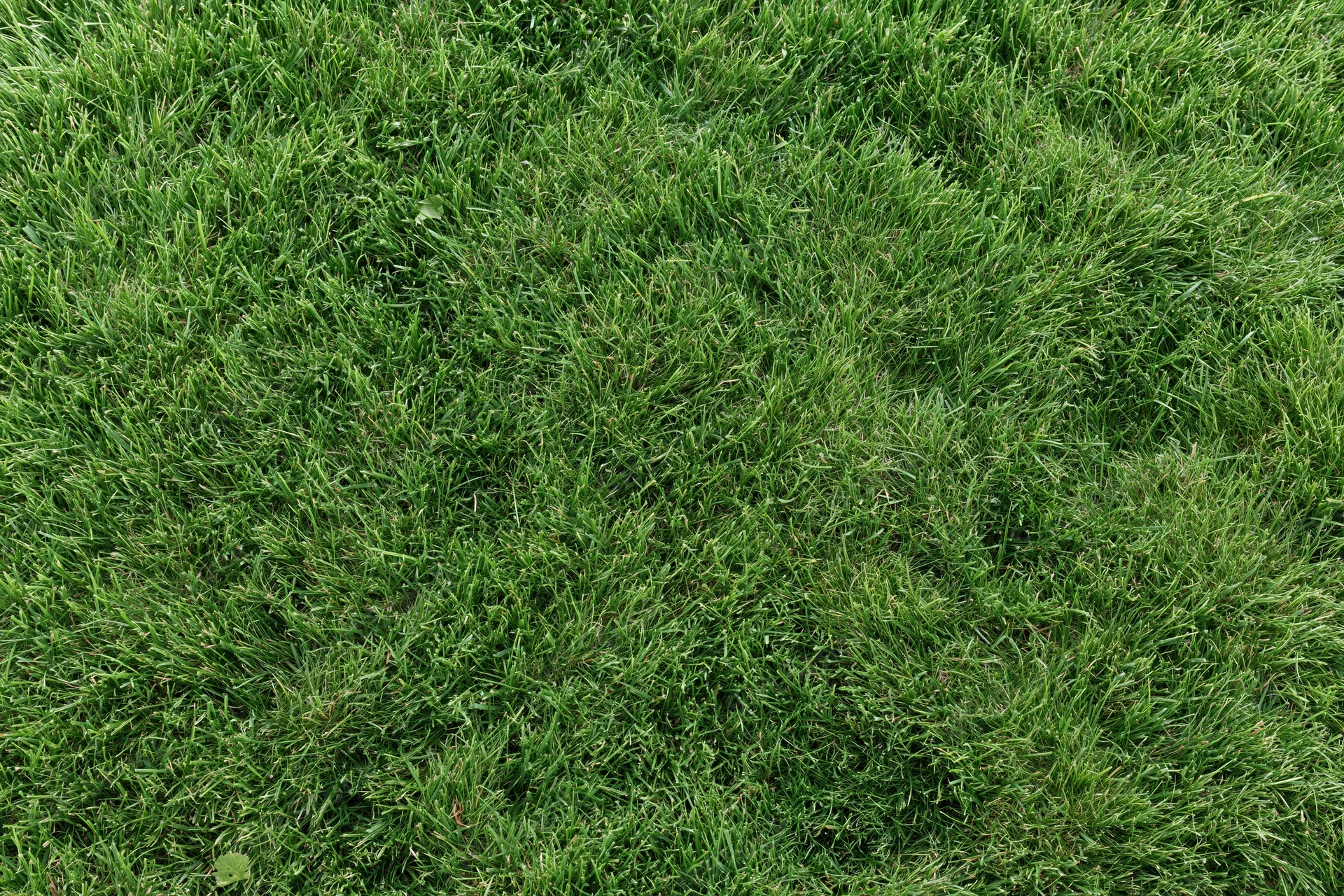 Close-up overhead view of a green mowed lawn covering the ground