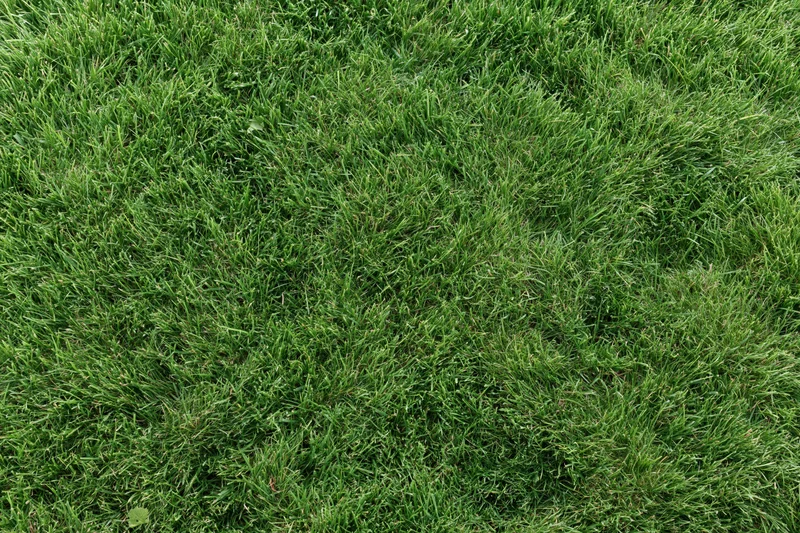 Close-up overhead view of a green mowed lawn covering the ground