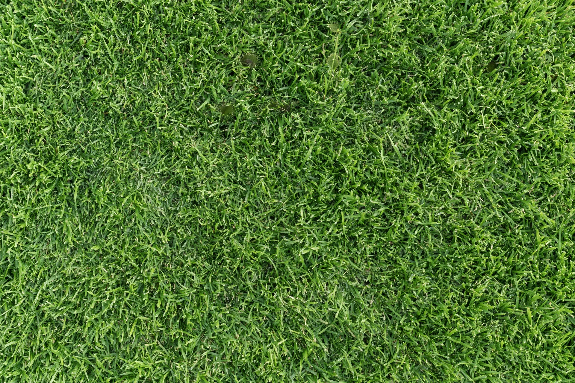 Close-up view of a lush green grass lawn from directly above
