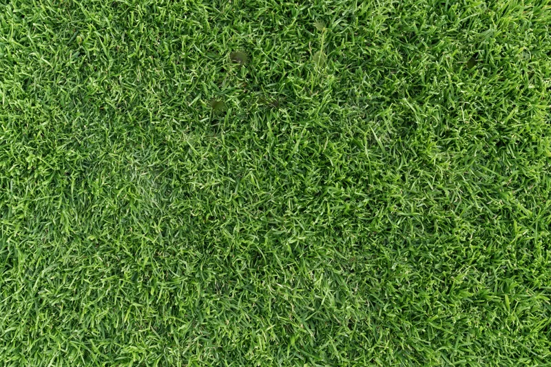 Close-up view of a lush green grass lawn from directly above