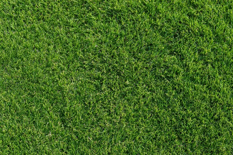 Close-up of a lush green grass lawn viewed from directly above