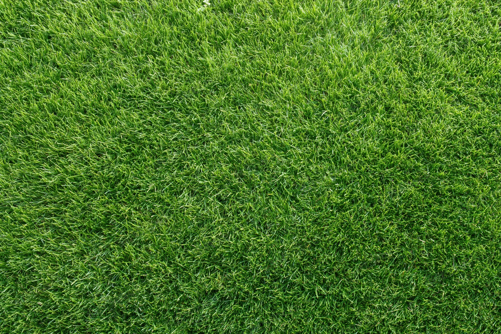 Close-up view of a lush green lawn from directly above, filling the frame with dense grass blades