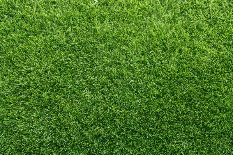 Close-up view of a lush green lawn from directly above, filling the frame with dense grass blades