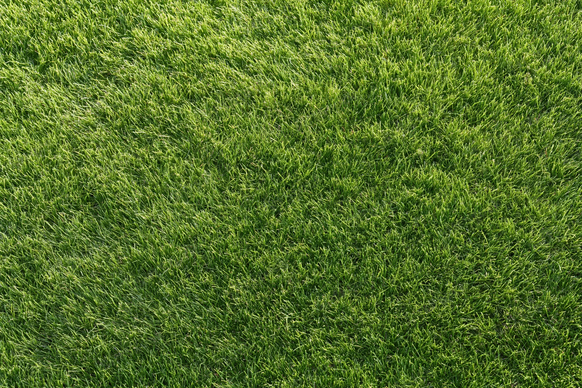 Close-up overhead view of a lush green grass lawn filling the frame