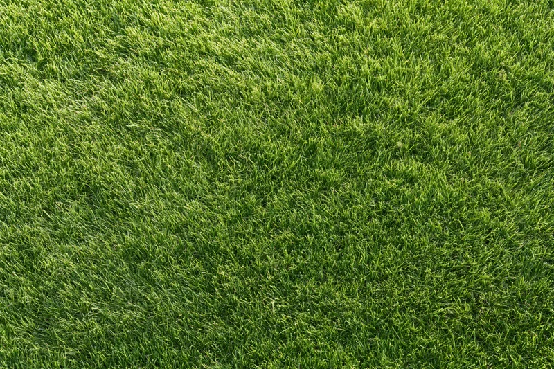 Close-up overhead view of a lush green grass lawn filling the frame