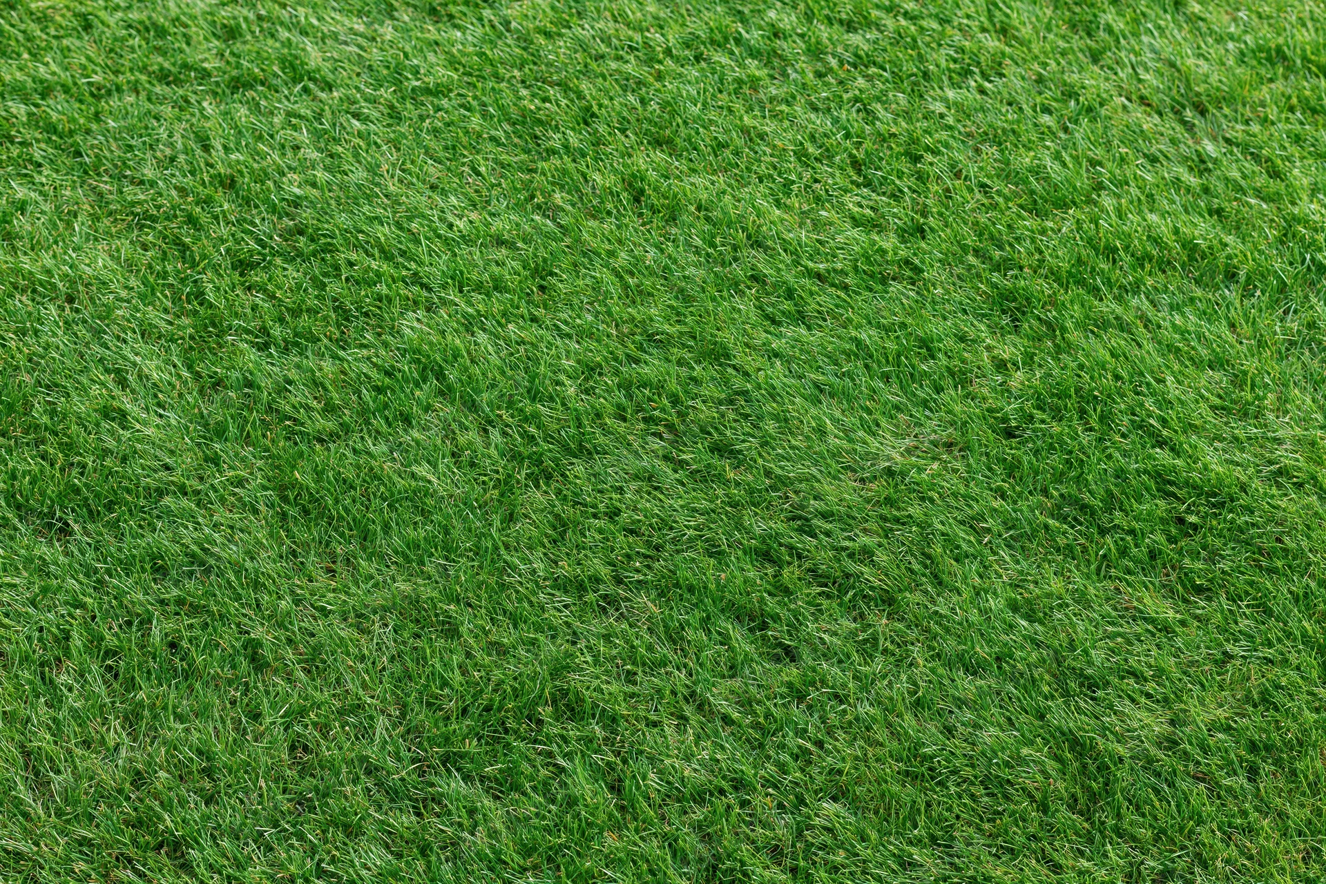 Close-up view of a mowed green grass lawn from directly above filling the frame