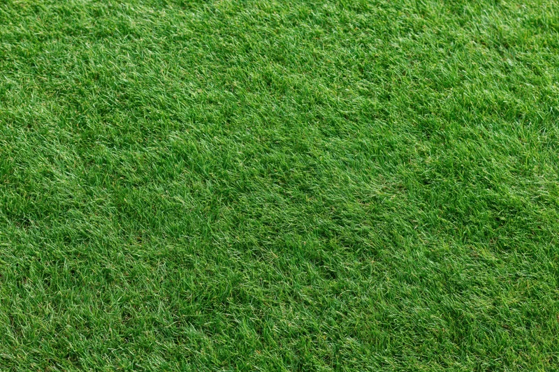 Close-up view of a mowed green grass lawn from directly above filling the frame