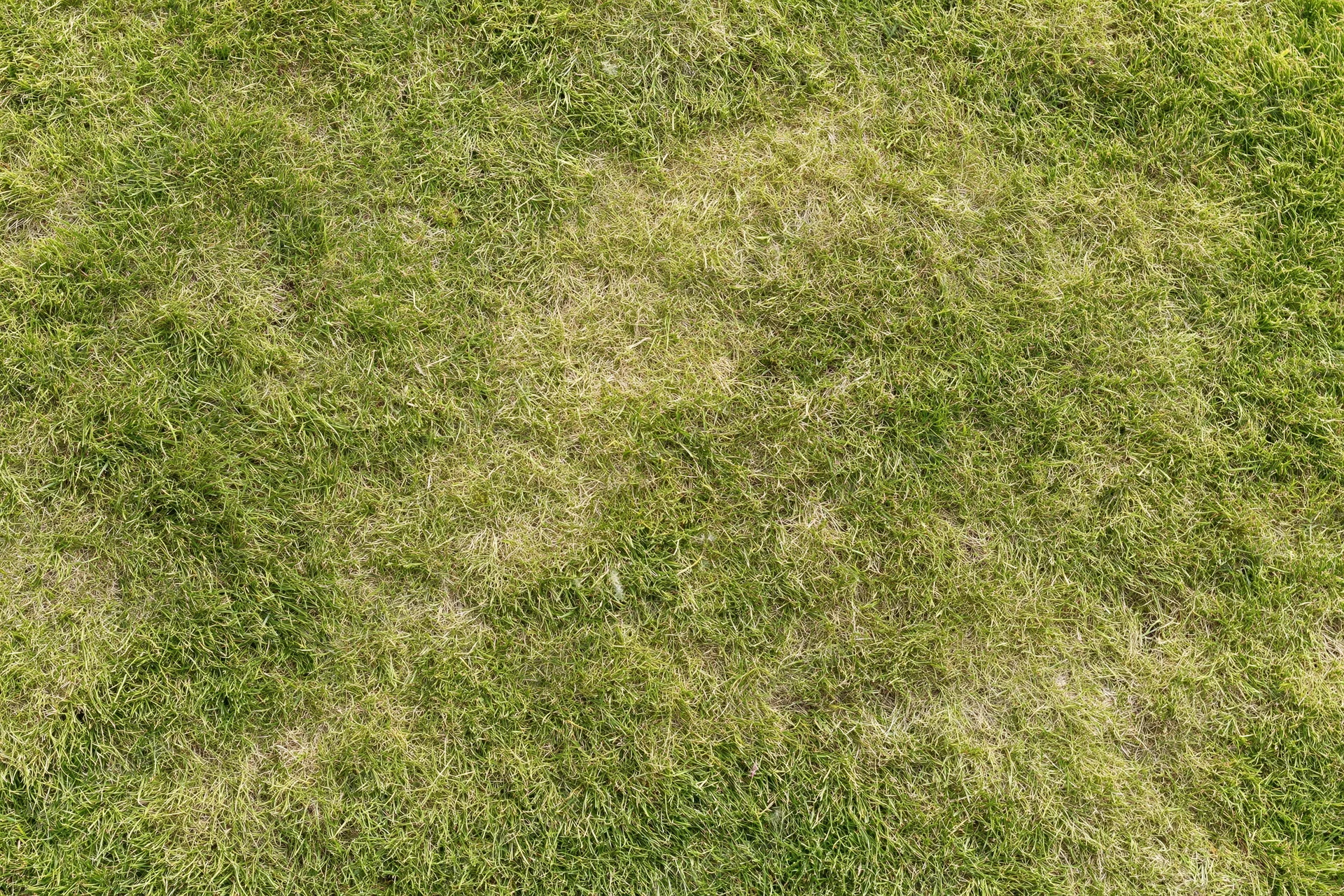 Short green grass lawn viewed from directly above, showing mowed texture and natural variation in color and density