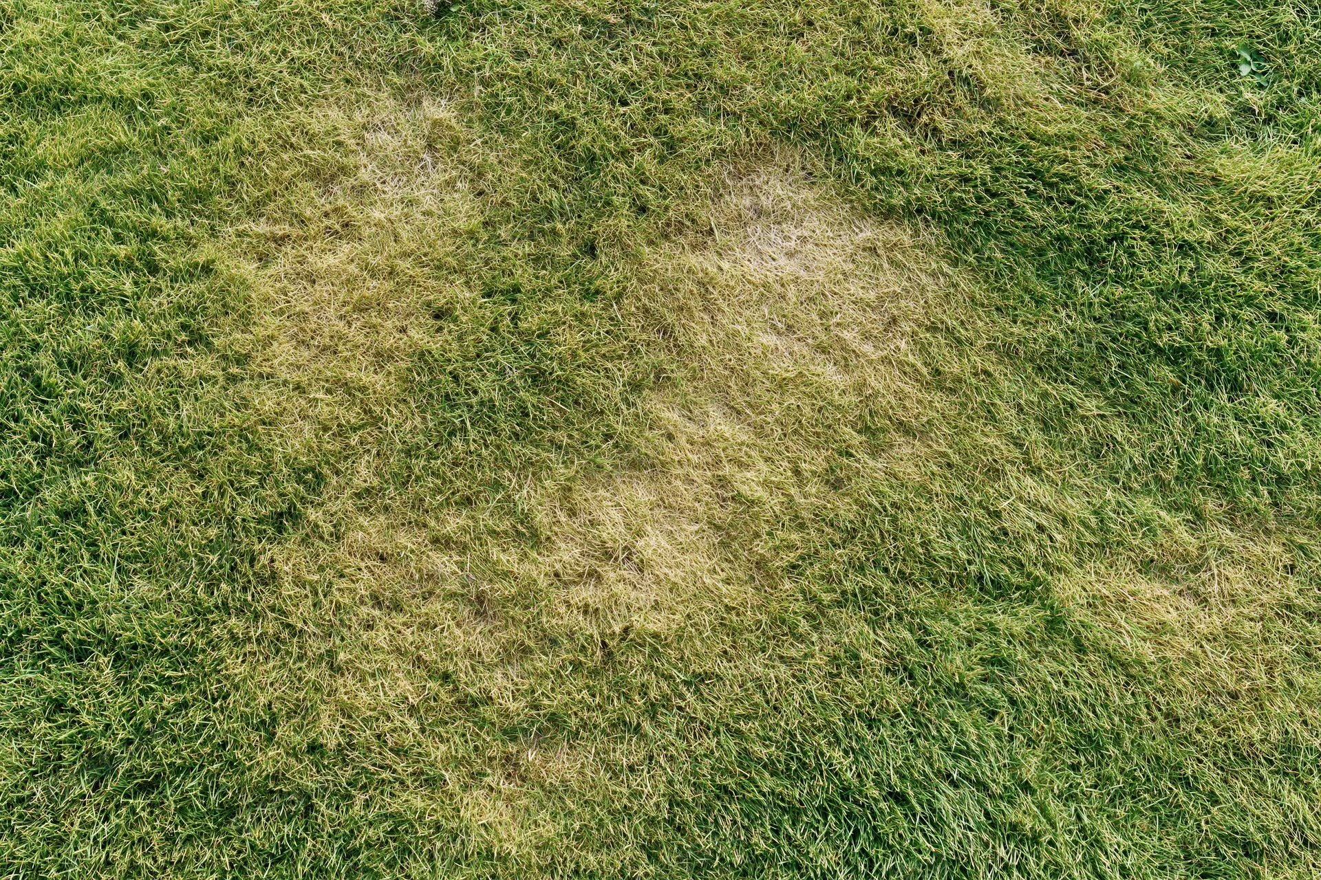 Short grass lawn viewed from directly above showing green and dry patches