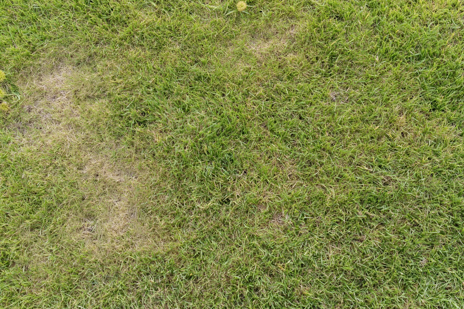 Short green grass lawn viewed from directly above with patches of bare soil and uneven growth