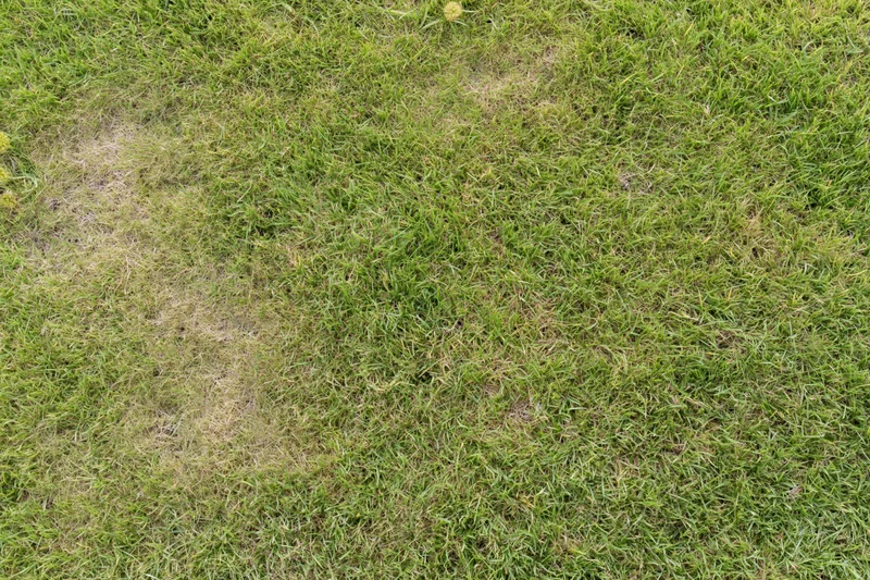Short green grass lawn viewed from directly above with patches of bare soil and uneven growth