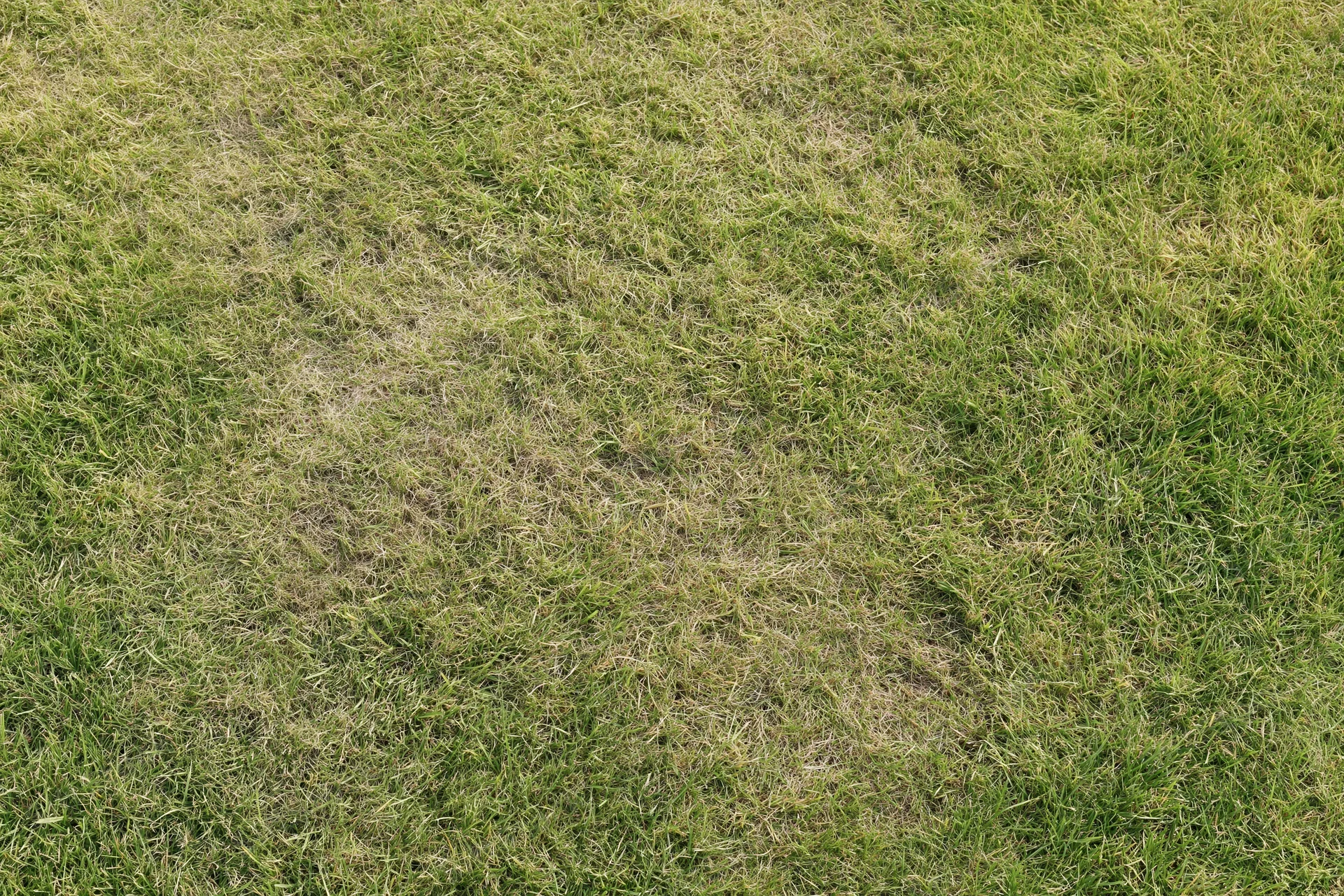 Short green grass lawn viewed from directly above, showing mowed texture and natural variation in color and density