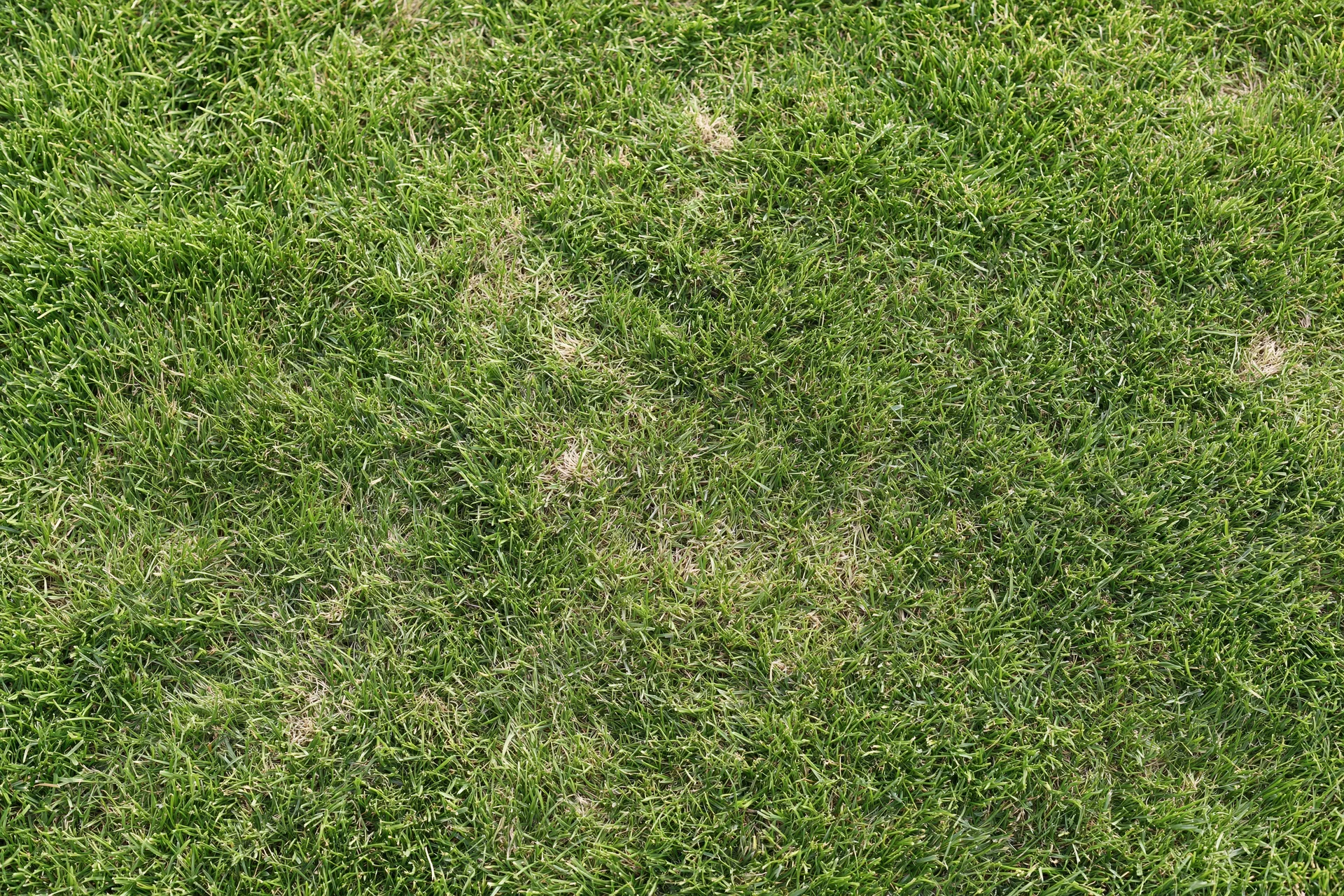 Short green grass lawn viewed from directly above, showing dense turf with minor soil patches