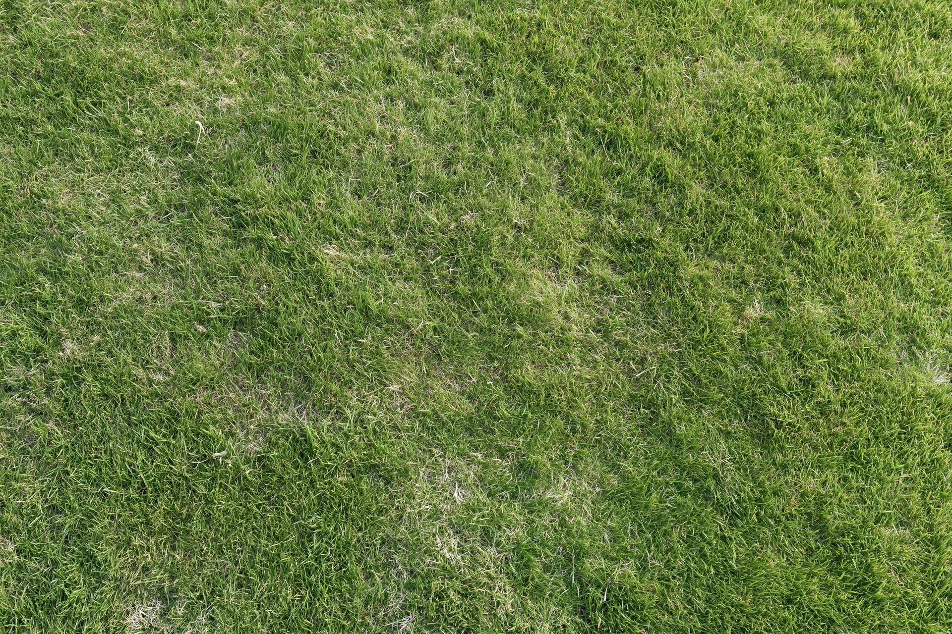 Short green grass lawn viewed from directly above, showing natural texture and slight mowing patterns across the surface