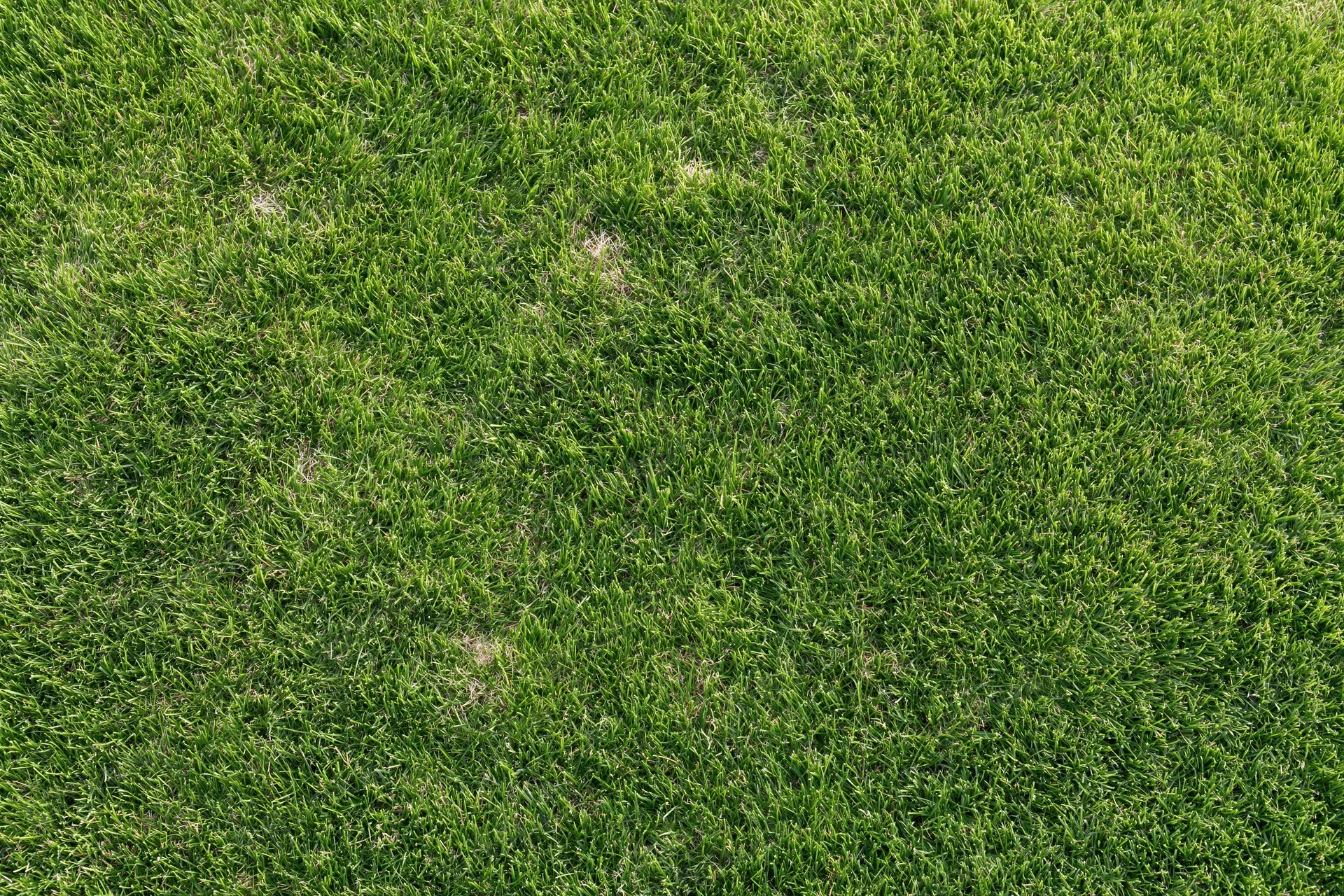 Short green grass lawn viewed from directly above showing dense even growth with minor bare patches