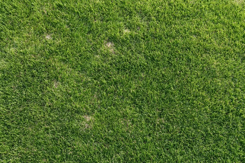 Short green grass lawn viewed from directly above showing dense even growth with minor bare patches
