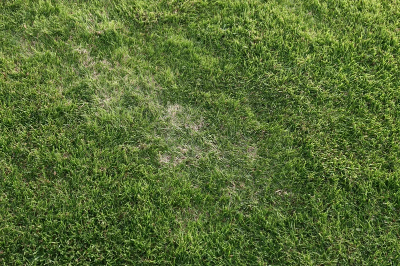 Short green grass lawn viewed from directly above showing dense growth with minor bare patches