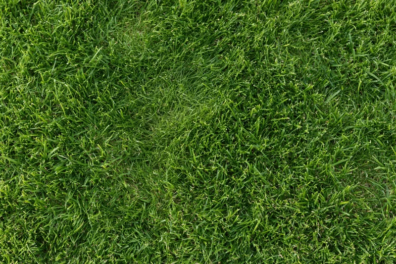 Close-mown green grass lawn filling the frame from top-down view