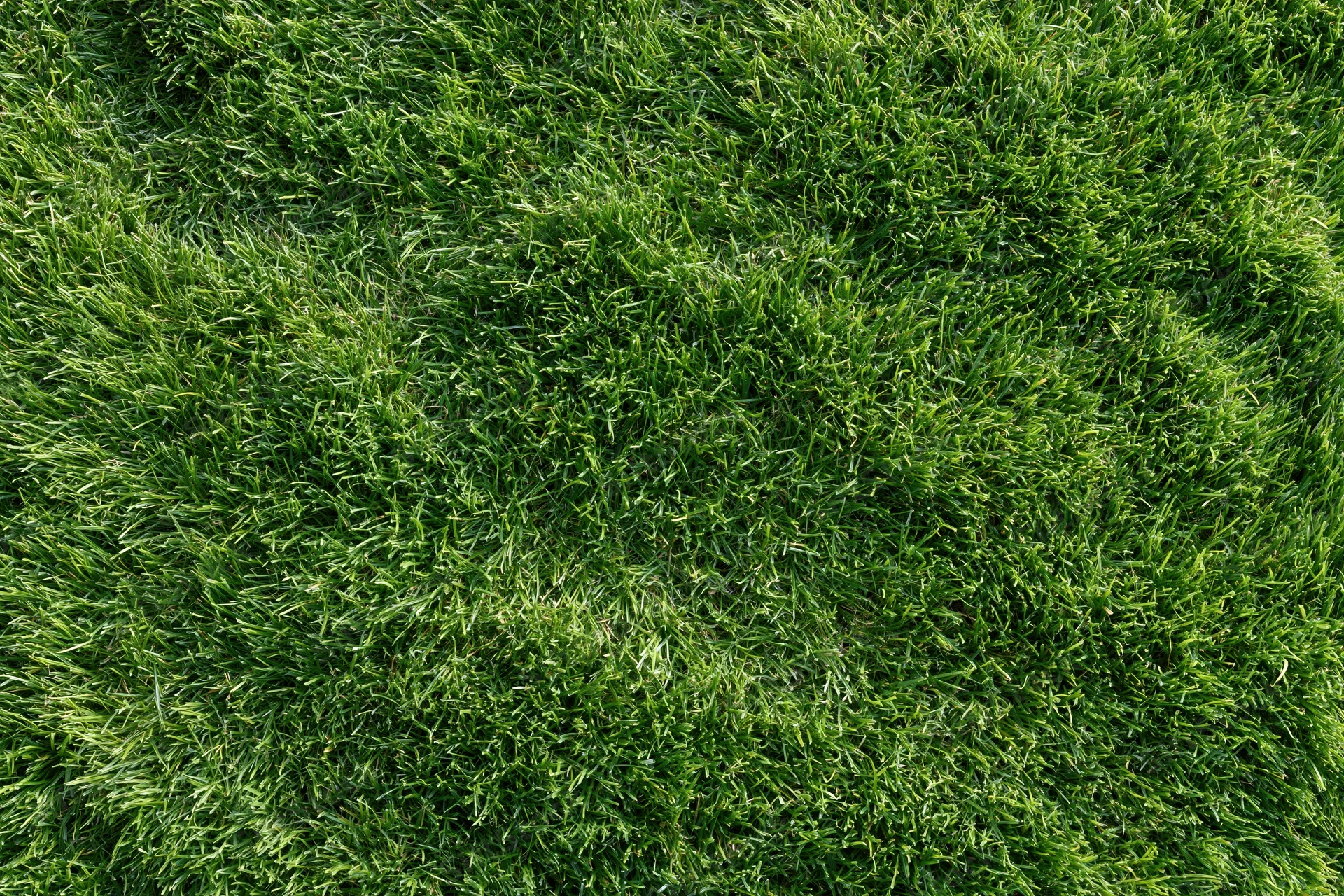Close-mown green grass lawn filling the frame as a textured ground surface