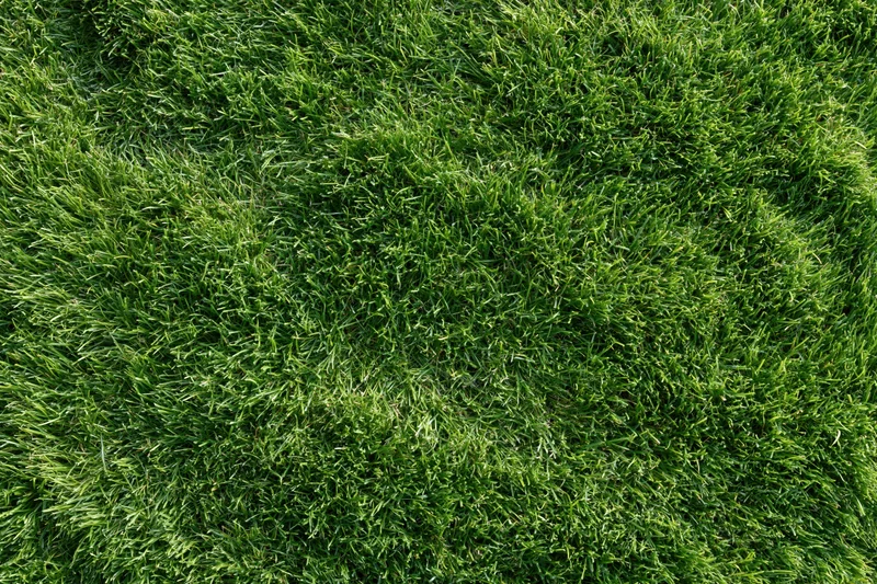 Close-mown green grass lawn filling the frame as a textured ground surface