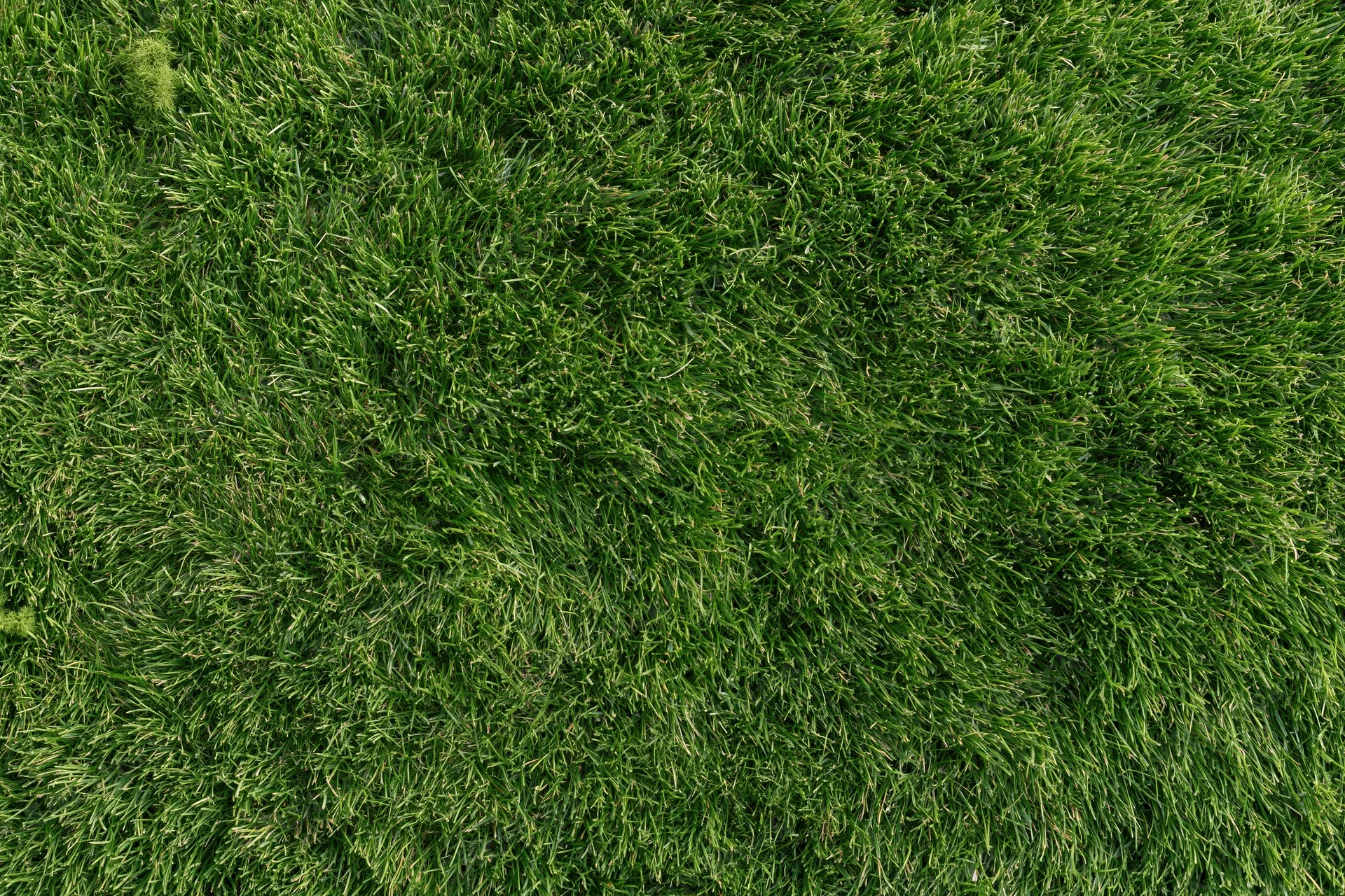 Close-mown green grass lawn filling the frame as a uniform textured surface