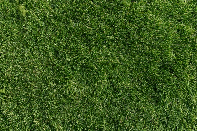 Close-mown green grass lawn filling the frame as a uniform textured surface