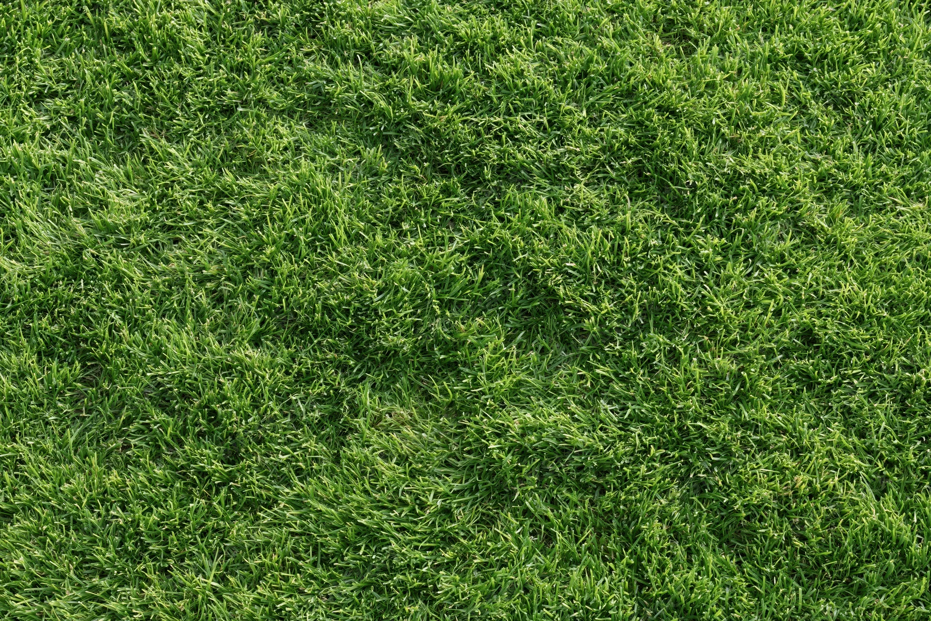 Close-mown green grass lawn filling the frame as a natural outdoor surface