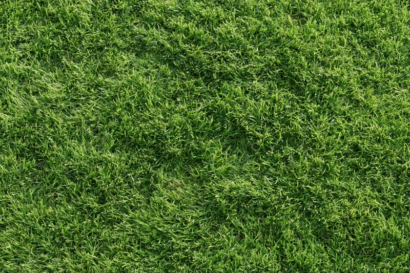 Close-mown green grass lawn filling the frame as a natural outdoor surface