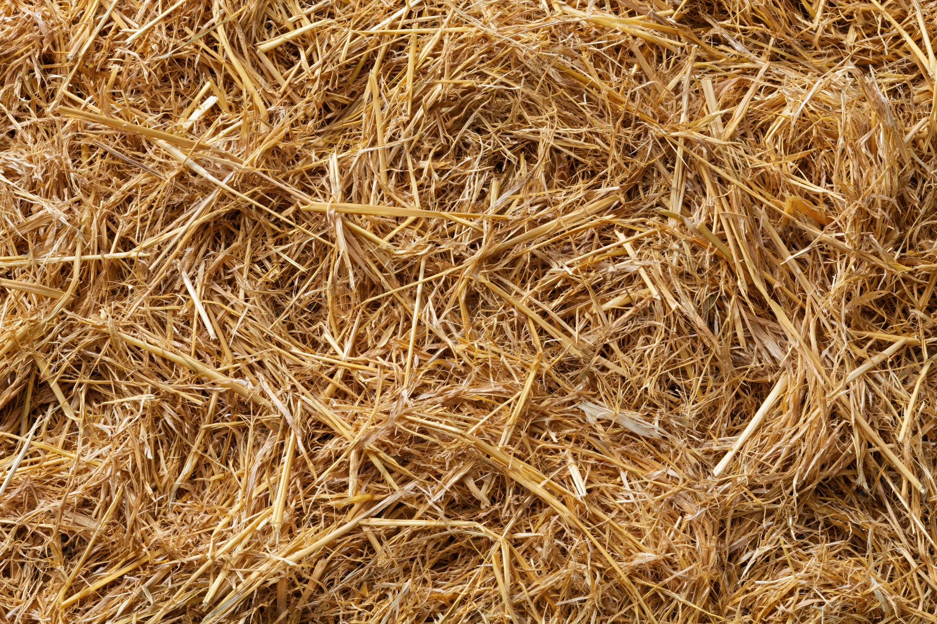 Dry golden straw spread evenly across flat surface in close-up top view