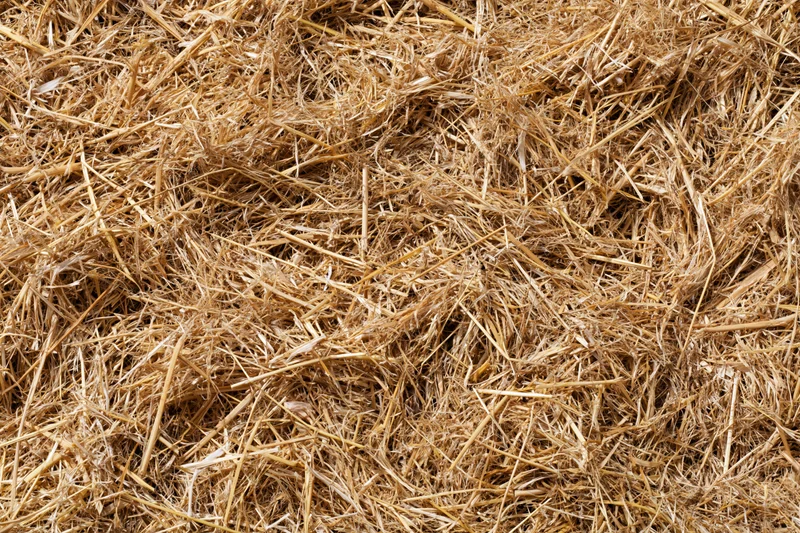 Dry golden straw spread evenly across flat surface
