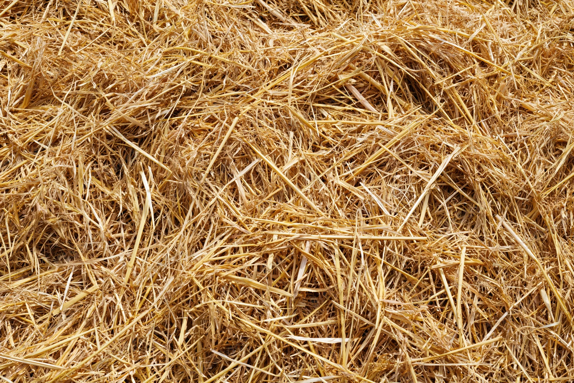 Dry golden straw spread evenly across flat surface in close-up view
