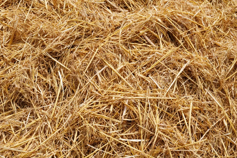 Dry golden straw spread evenly across flat surface in close-up view