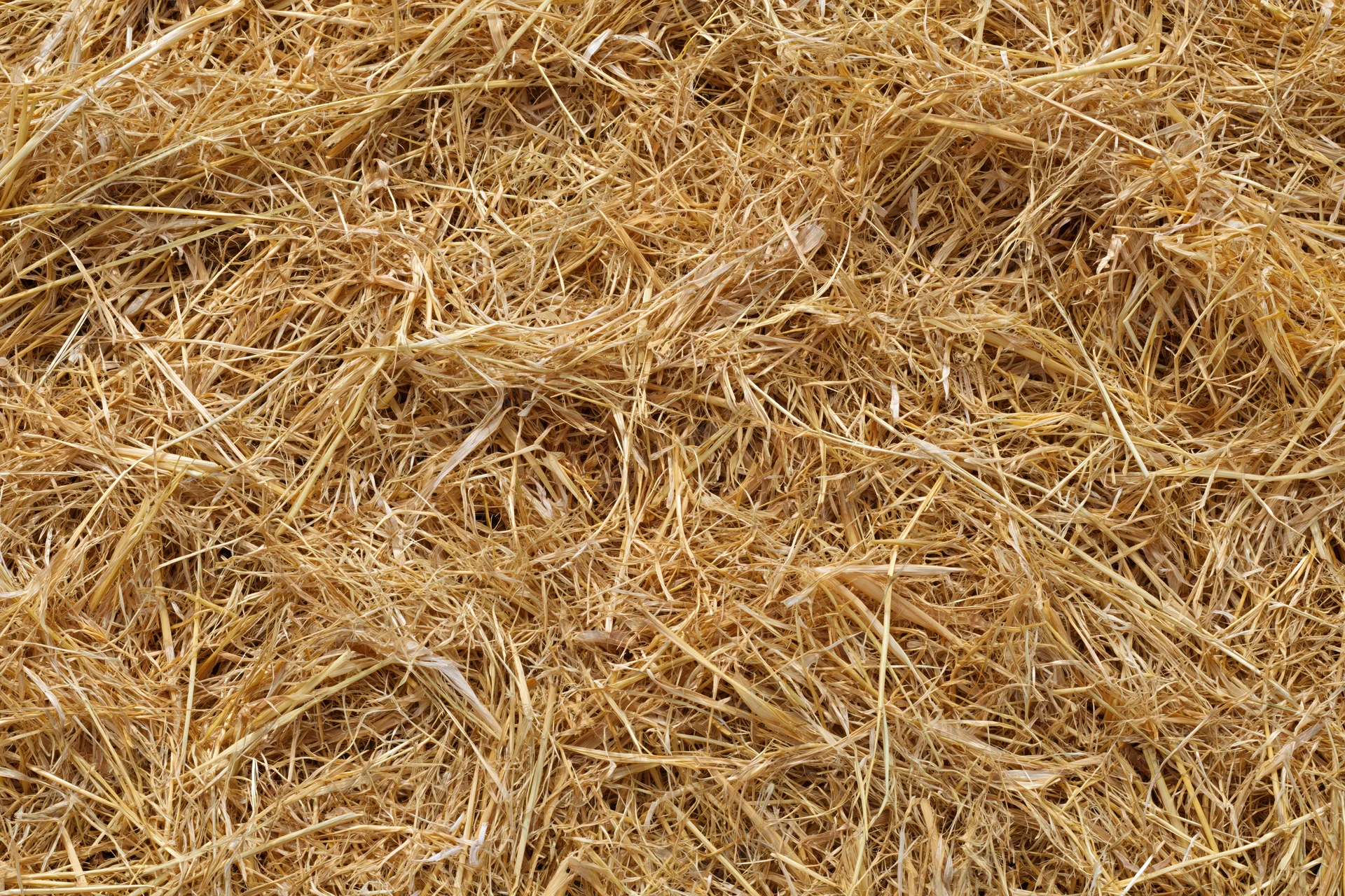 Dry golden straw spread evenly across flat surface in close-up top view