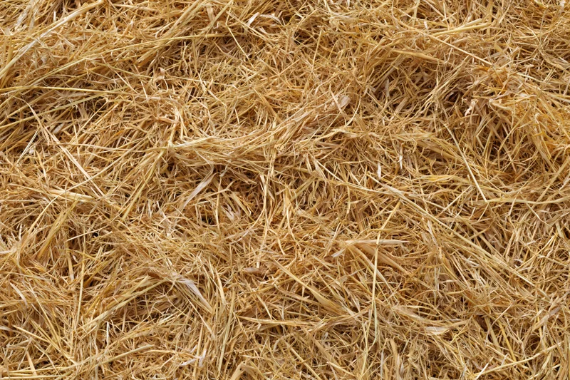 Dry golden straw spread evenly across flat surface in close-up top view