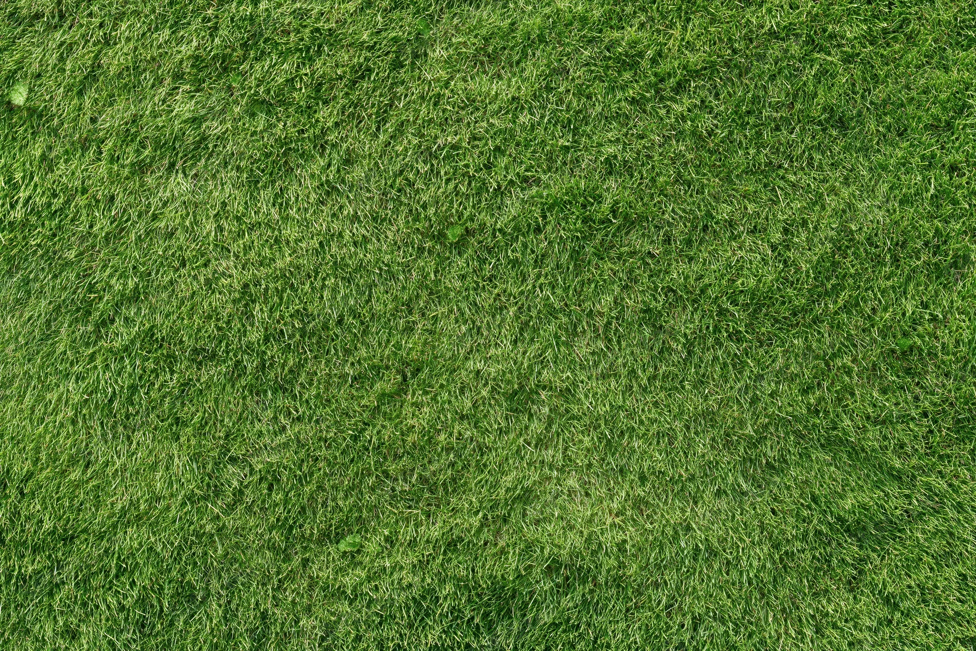 Close-up overhead view of freshly mowed green grass on a sports field