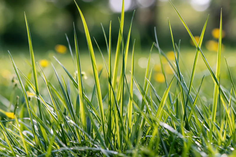 Tall green grass blades rising from ground level in a sunlit meadow